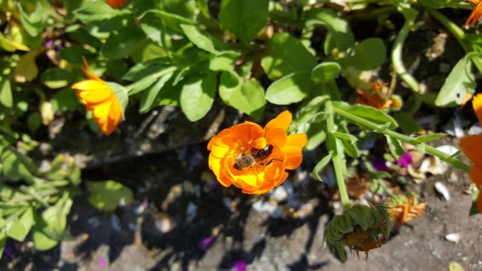 Biene, Ringelblume