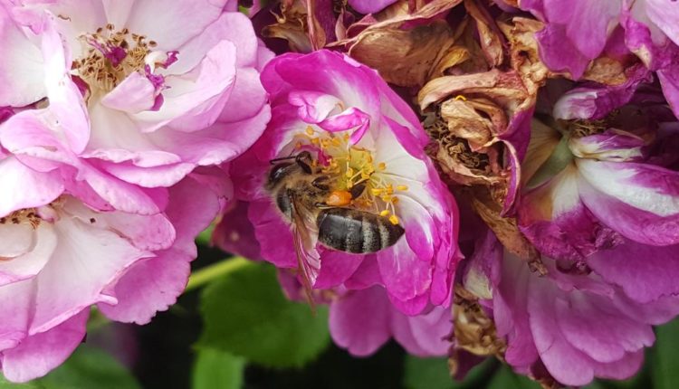 Biene, Rose im Garten @ Gartenzeitung.com