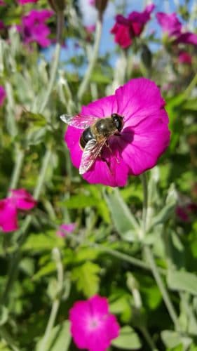 Biene sammelt Nektar auf einer Blüte