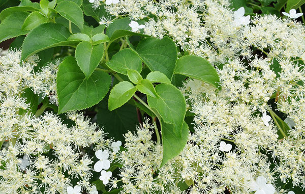 Kletterhortensie