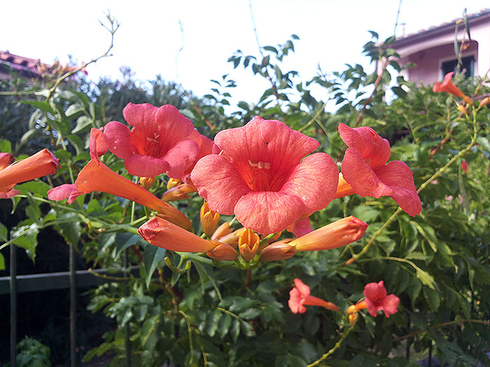 Trompetenblume