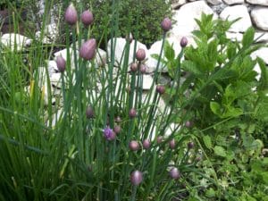 Schnittlauch während der Blüte