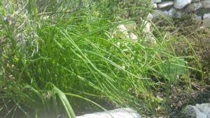 Schnittlauch im Garten