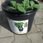 Kartoffeln im Topf anbauen