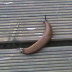 Nacktschnecke