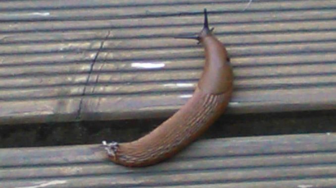 Nacktschnecke Nacktschnecke