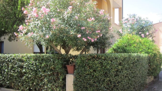 Oleander