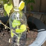 Pet Flasche als Gewächshaus und Schneckenschutz