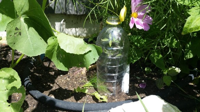 Pet Flasche als Gewächshaus und Schneckenschutz