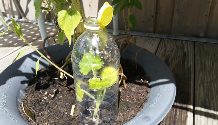Pet Flasche als Gewächshaus und Schneckenschutz