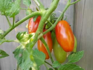 Reife Tomaten am Tomatensteckling