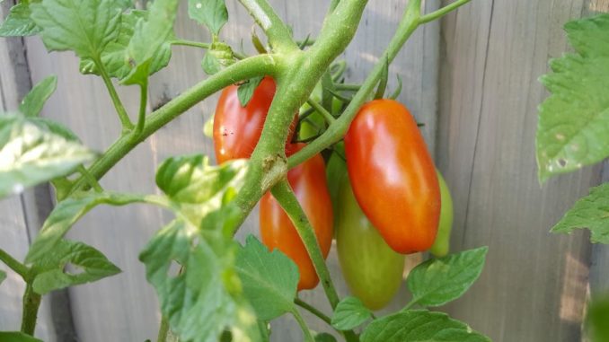 Reife Tomaten am Tomatensteckling