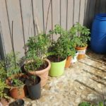 Tomaten im Kübel, Tomatenpflanzen Terrasse