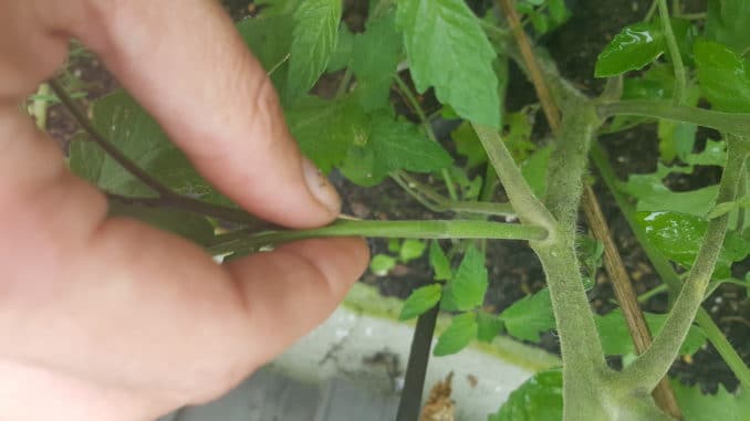 Tomatensteckling, ausgeizen