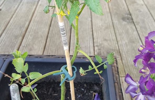 Tomatensteckling, Geiztrieb Tomate vermehren