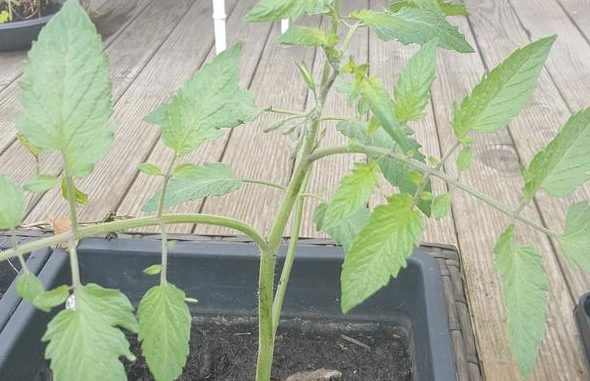 Tomatensteckling, Tomate vermehren, Steckling, Vermehrung
