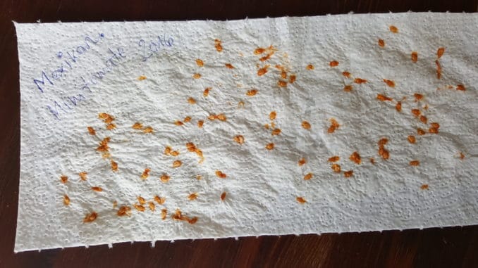 Tomatensamen auf Kückenkrepp trocknen