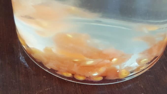 Tomatensamen Nassvergärung