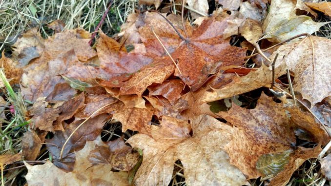 Herbstlaub, Laub, Blätter Herbstlaub, Laub, Blätter