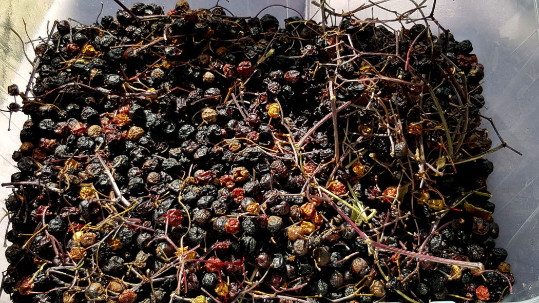 Getrocknete Holunderbeeren