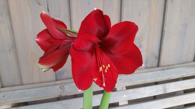 Amaryllis, Gartenzeitung.com