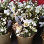 Christrose, Gartenzeitung.com