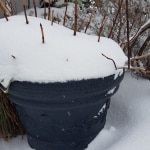 Kübelpflanzen Winter, Gartenzeitung.com