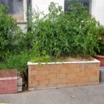 Badewanne, Wanne, Kräuter, Tomaten, Gartenzeitung.com