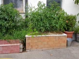 Badewanne, Wanne, Kräuter, Tomaten, Gartenzeitung.com