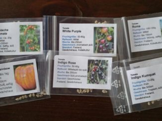 Tomatensamen, seltene Sorten von Gartenzeitung.com
