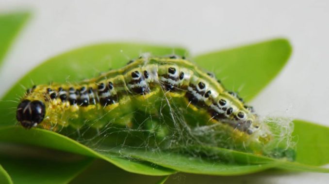 Raupe des Buchsbaumzünslers (Diaphania persüectalis) Raupe des Buchsbaumzünslers (Diaphania persüectalis),Pressemeldung der Landwirtschaftskammer Nordrhein-Westfalen