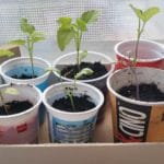 Upcycling, Tetrapak, Becher und Plastik zur Pflanzenaufzucht@ Gartenzeitung.com