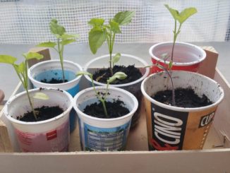 Upcycling, Tetrapak, Becher und Plastik zur Pflanzenaufzucht@ Gartenzeitung.com