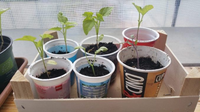 Upcycling, Tetrapak, Becher und Plastik zur Pflanzenaufzucht Upcycling, Tetrapak, Becher und Plastik zur Pflanzenaufzucht@ Gartenzeitung.com