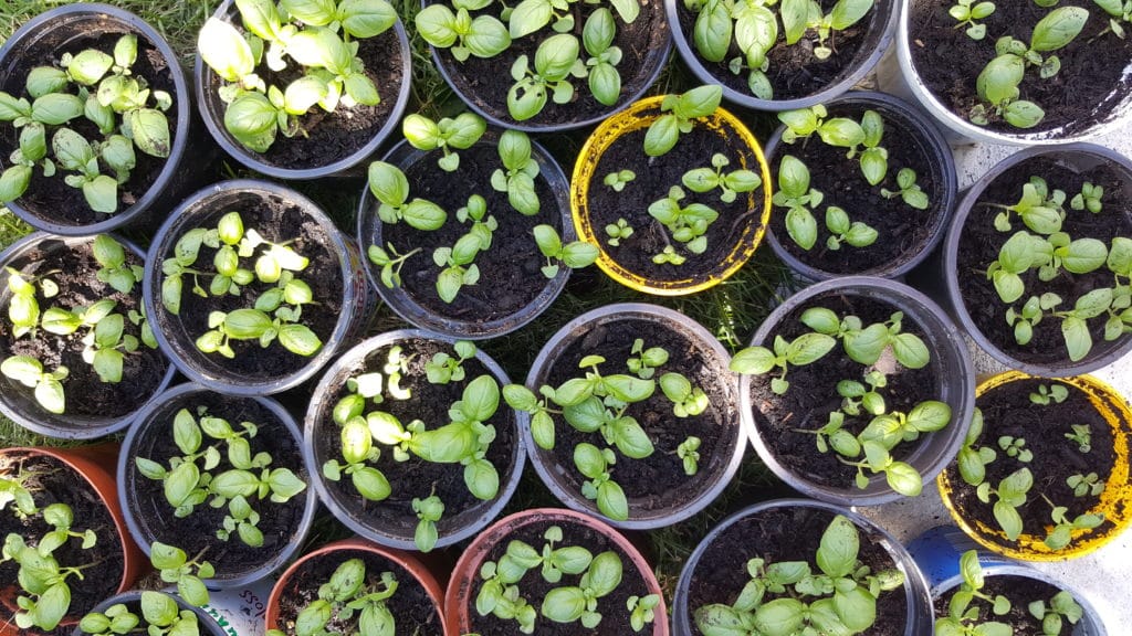 Basilikum pflanzen und säen, Basilikum Samen und keimen