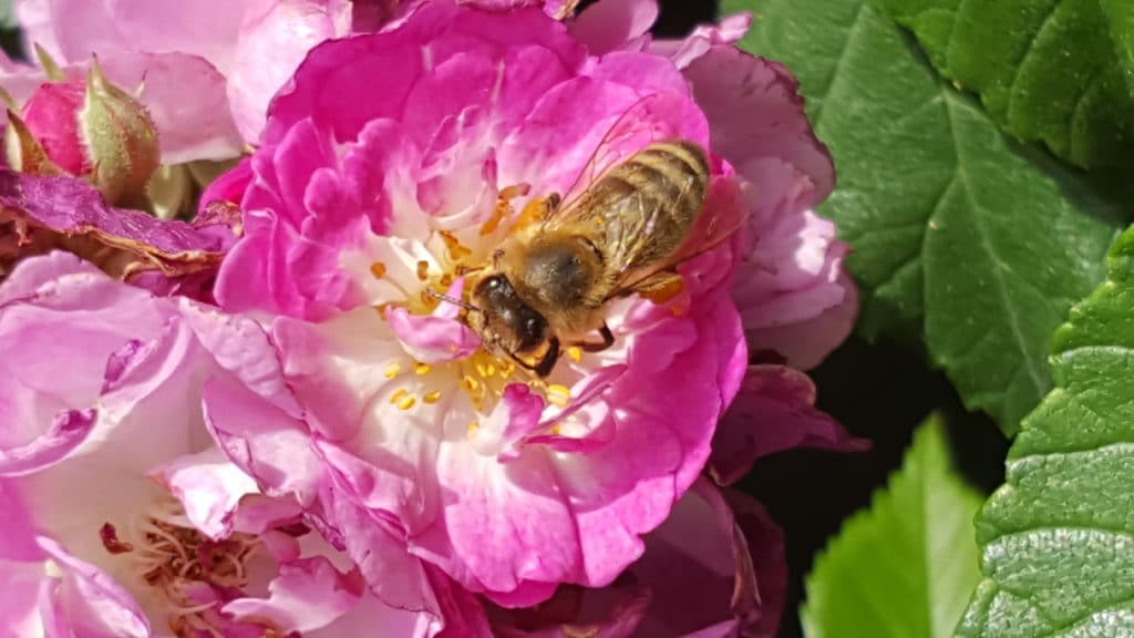 Bienen als fleissige Helfer und Nützlinge im Garten