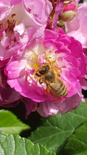 Bienen als fleissige Helfer und Nützlinge im Garten
