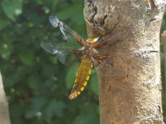Libelle