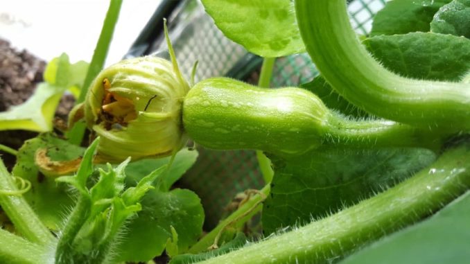 Zucchini Zucchini