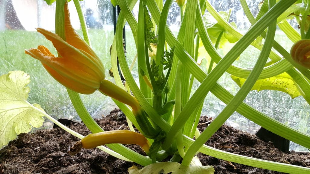 Zucchini