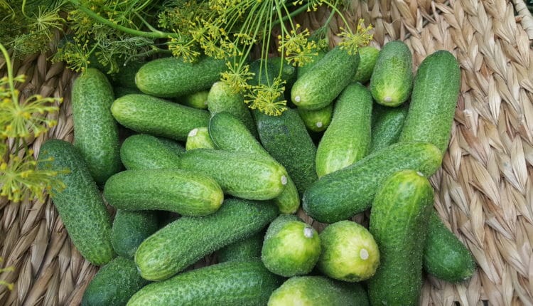 Gurken einlegen, Gürkchen einwecken