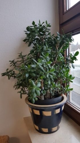 Geldbaum, Pfennigbaum, Money Tree, Crassula ovata