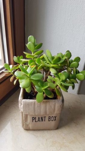 Geldbaum, Pfennigbaum, Money Tree, Crassula ovata