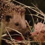 Igel, Nützling, Tier, Winterschlaf