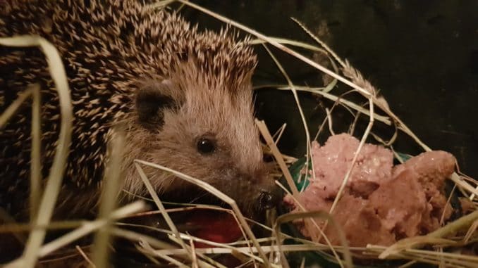 Igel, Nützling, Tier, Winterschlaf Igel, Nützling, Tier, Winterschlaf