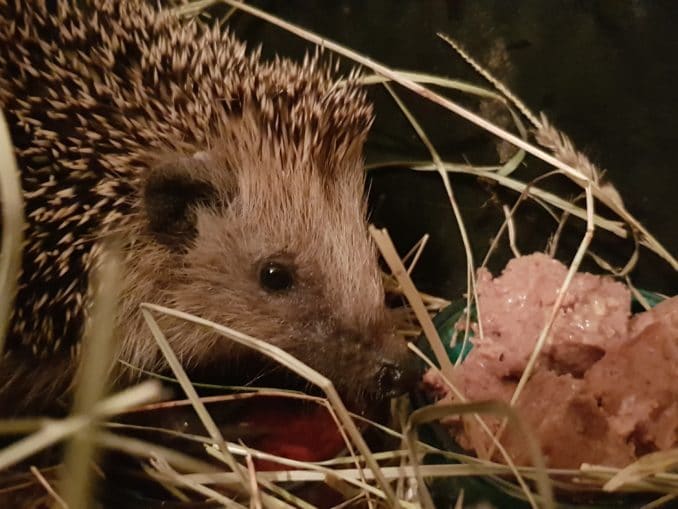 Igel im Garten beheimaten