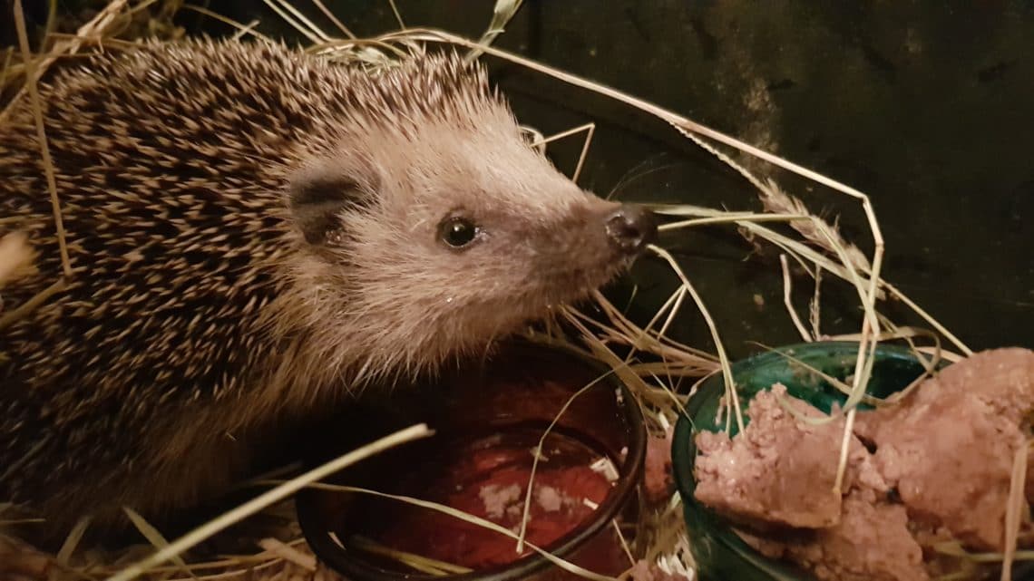 Igel, Nützling, Tier, Winterschlaf