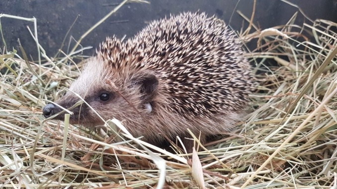 Igel, Nützling, Tier, Winterschlaf