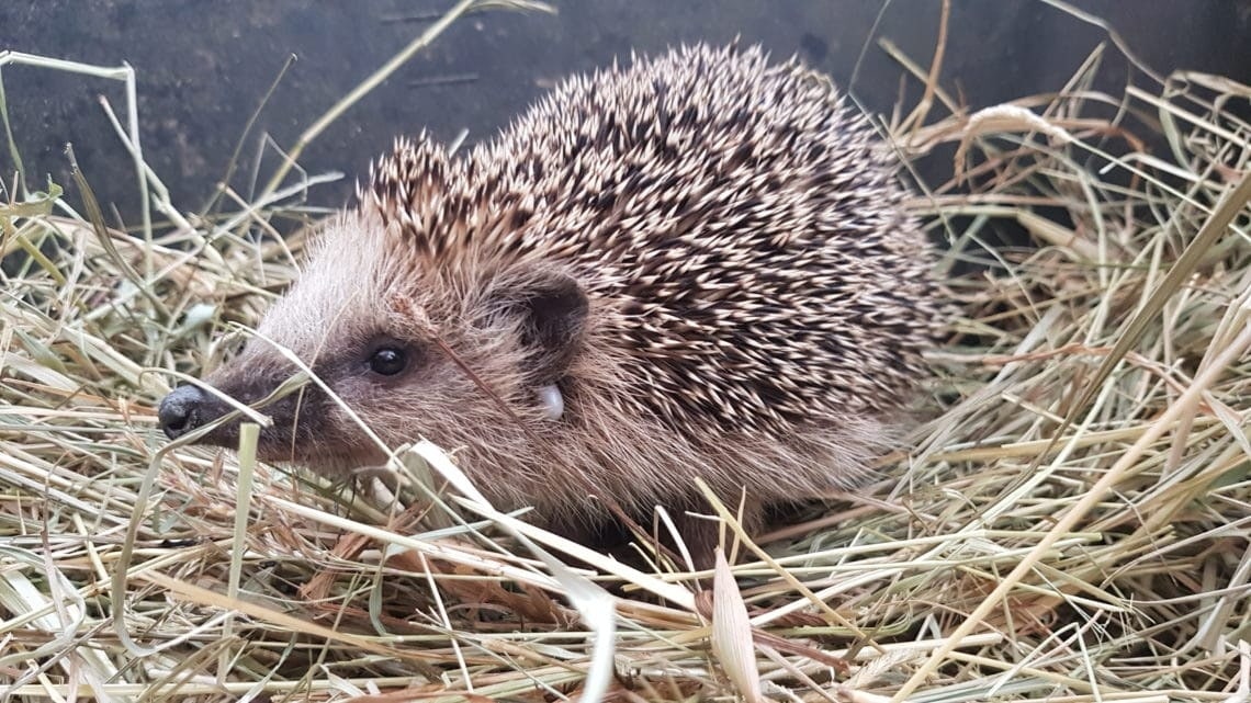 Igel, Nützling, Tier, Winterschlaf