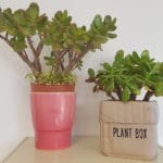 Geldbaum, Pfennigbaum, Money Tree, Crassula ovata